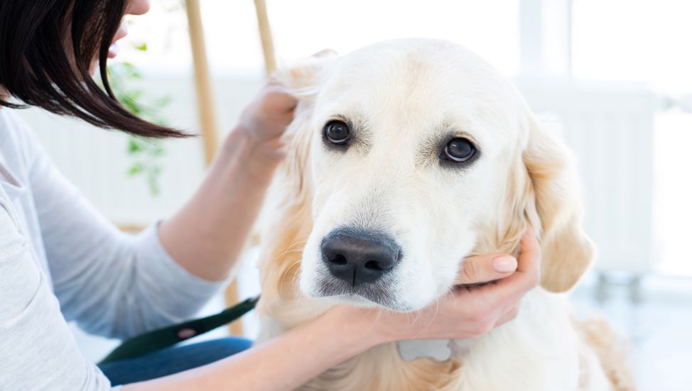 Ask Dr. Jenn: Does my dog have ear mites or an ear infection?